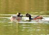 Black-necked Grebe at Bowers Marsh (RSPB) (Graham Oakes) (73306 bytes)