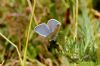 Common Blue at Vange Marsh (RSPB) (Richard Howard) (102834 bytes)