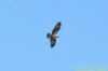 Osprey at Potton Creek (Richard Howard) (40582 bytes)