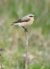 Wheatear at Bowers Marsh (RSPB) (Graham Oakes) (45258 bytes)