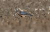 Merlin at Wallasea Island (RSPB) (Jeff Delve) (47456 bytes)