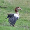 Egyptian Goose at Gunners Park (Andrew Armstrong) (87883 bytes) Egyptian Goose at Gunners Park (Andrew Armstrong) (87883 bytes)