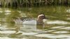 Garganey at Fleet Head (Steve Arlow) (167334 bytes)