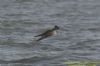 Peregrine Falcon at Canvey Point (Richard Howard) (52560 bytes)