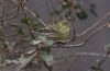 Serin at Gunners Park (Jeff Delve) (46543 bytes)