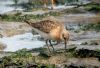 Curlew Sandpiper at Canvey Point (Tim Bourne) (77440 bytes)