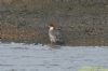 Goosander at Hullbridge (Richard Howard) (82114 bytes)