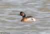Black-necked Grebe at Bowers Marsh (RSPB) (Jeff Delve) (48638 bytes) Black-necked Grebe at Bowers Marsh (RSPB) (Jeff Delve) (48638 bytes)