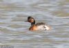 Black-necked Grebe at Bowers Marsh (RSPB) (Jeff Delve) (48638 bytes)