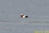 Red-crested Pochard at Bowers Marsh (RSPB) (Richard Howard) (48488 bytes)