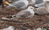 Caspian Gull at Private site with no public access (Steve Arlow) (164131 bytes) Caspian Gull at Private site with no public access (Steve Arlow) (164131 bytes)