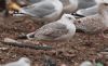 Caspian Gull at Private site with no public access (Steve Arlow) (164131 bytes)