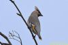 Waxwing at Rayleigh (Richard Howard) (46440 bytes)