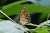 Silver-washed Fritillary at Belfairs N.R. (Richard Howard) (57187 bytes)