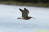 Whimbrel at Potton Creek (Richard Howard) (40613 bytes)