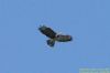 Buzzard at Paglesham Lagoon (Richard Howard) (61147 bytes)