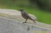 Black Redstart at Gunners Park (Richard Howard) (87973 bytes)