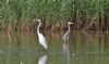 Great White Egret at Bowers Marsh (RSPB) (Steve Arlow) (75291 bytes) Great White Egret at Bowers Marsh (RSPB) (Steve Arlow) (75291 bytes)