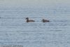Velvet Scoter at Barling Marsh (Jeff Delve) (68873 bytes) Velvet Scoter at Barling Marsh (Jeff Delve) (68873 bytes)