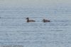 Velvet Scoter at Barling Marsh (Jeff Delve) (68873 bytes)