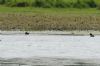 Wood Sandpiper at Bowers Marsh (RSPB) (Richard Howard) (63853 bytes)