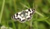 Marbled White at Benfleet Downs (Steve Arlow) (121555 bytes)