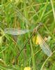 Scarce Emerald Damselfly at Canvey Way (Graham Oakes) (79108 bytes)