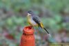 Grey Wagtail at Thundersley Glen (Richard Howard) (42384 bytes)