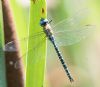 Southern Migrant Hawker at Gunners Park (Andrew Armstrong) (85001 bytes) Southern Migrant Hawker at Gunners Park (Andrew Armstrong) (85001 bytes)