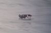 Little Auk at Gunners Park (Don Petrie) (22735 bytes)