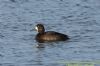 Aythya sp. at West Canvey Marsh (RSPB) (Richard Howard) (73262 bytes)