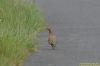 Red-legged Partridge at Wakering Stairs (Richard Howard) (90997 bytes)