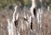 Penduline Tit at Magnolia NR, Hawkwell (Graham Mee) (63649 bytes)