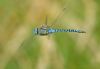 Southern Migrant Hawker at Bowers Marsh (RSPB) (Graham Oakes) (25344 bytes)