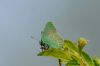 Green Hairstreak at Canvey Wick (Richard Howard) (70687 bytes)