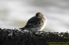 Purple Sandpiper at Canvey Seafront (Richard Howard) (53195 bytes)