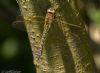 Hairy Dragonfly at Canewdon (Jeff Delve) (62068 bytes) Hairy Dragonfly at Canewdon (Jeff Delve) (62068 bytes)