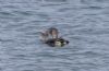 White-billed Diver at Southend Pier (Vince Kinsler) (66397 bytes)