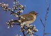 Chiffchaff at Bowers Marsh (RSPB) (Vince Kinsler) (54048 bytes)