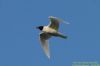 Mediterranean Gull at Two Tree Island (West) (Richard Howard) (54199 bytes)