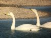 Whooper Swan at Lower Raypits (Jeff Delve) (81680 bytes)