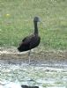 Glossy Ibis at Bowers Marsh (RSPB) (Graham Oakes) (117721 bytes)