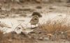 Shore Lark at Wallasea Island (RSPB) (Steve Arlow) (56665 bytes)