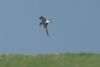 Black Tern at River Roach (Graham Mee) (17664 bytes)