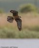 Red-footed Falcon at Vange Marsh (RSPB) (Jeff Delve) (36864 bytes) Red-footed Falcon at Vange Marsh (RSPB) (Jeff Delve) (36864 bytes)