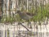 Wood Sandpiper at Vange Marsh (RSPB) (Matt Bruty) (87812 bytes)