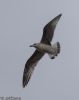 Caspian Gull at Hullbridge (Jeff Delve) (23727 bytes)