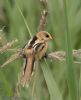 Bearded Tit at Wat Tyler Country Park (Jeff Delve) (51832 bytes)