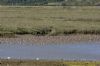Black-tailed Godwit at Tewkes Creek (Richard Howard) (139095 bytes)