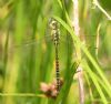 Southern Migrant Hawker at Canvey Way (Graham Oakes) (79302 bytes) Southern Migrant Hawker at Canvey Way (Graham Oakes) (79302 bytes)